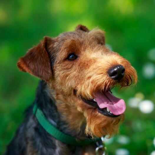 Welsh Terrier Dog Breed Information Purina